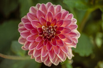 Front view of a beautiful red Dahlia on a green background.