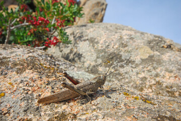 Anacridium aegyptium, locusta egiziana 