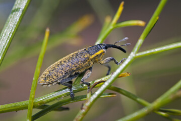 Lixus (Eulixus) umbellatarum Fabricius, 1787