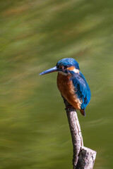 Female common Kingfisher perching on a tree branch with green background.