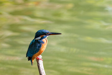 Female common Kingfisher facing right perching on a tree branch with green background.