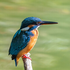 Female common Kingfisher facing right perching on a tree branch with green background.