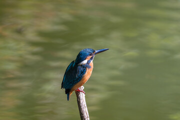 Female common Kingfisher facing right perching on a tree branch with green background.