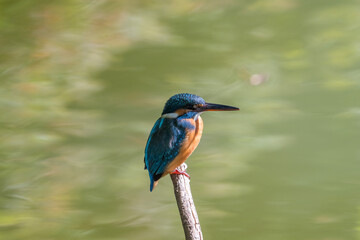 Female common Kingfisher facing right perching on a tree branch with green background.