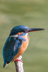 Female common Kingfisher facing right perching on a tree branch with green background.