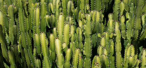 Cactus backdround, cacti design or cactaceae pattern.