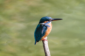 Female common Kingfisher facing right perching on a tree branch with green background.