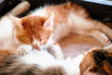 Mother cat breastfeeding the little cute kitten