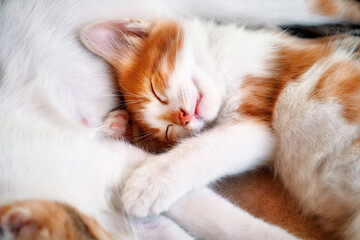 Little cute kitten cat sleeping with her mother.