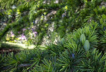 Evergreen pine tree in the Australian garden