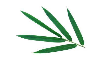 Green bamboo leaves isolated on white background for design (With Clipping Path).
