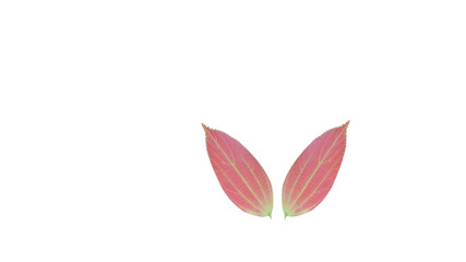 Isolated pink leaves on a white background (With Clipping Path).