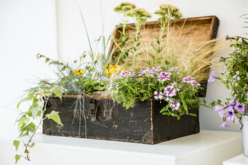 Flower bed from an old chest. Decoration of home. Flower box
