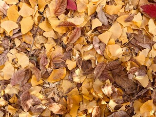 Photo taken from above of fallen leaves on the street
