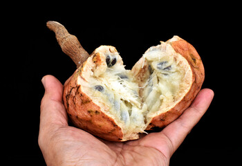 Appetizing brown ripe annona in hand on black background