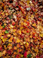 Maple leaves autumn background