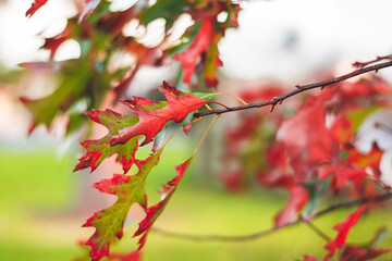 Winter Autumn orange falling leaves photography Auckland