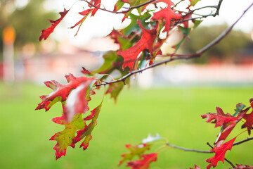 Winter Autumn orange falling leaves photography Auckland