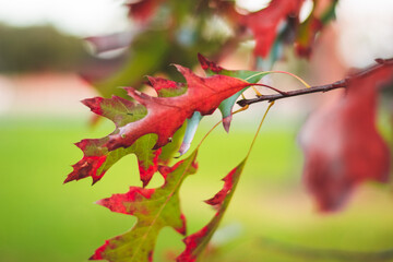 Winter Autumn orange falling leaves photography Auckland