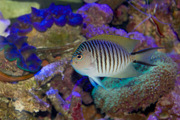 Male Swallowtail or Blackspot Angelfish - Genicanthus melanospilos - a tropical marine fish