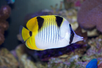 True Falcula Butterflyfish, Chaetodon falcula, also known as black-wedged, or saddle back butterflyfish, from the Indian Ocean