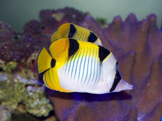 True Falcula Butterflyfish, Chaetodon falcula, also known as black-wedged, or saddle back butterflyfish, from the Indian Ocean