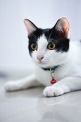 Fototapeta na wymiar Portrait of a beautiful domestic cat close up. 
