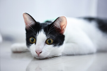 Portrait of a beautiful domestic cat close up.	