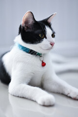 Portrait of a beautiful domestic cat close up.	
