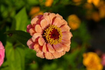 beautiful flowers. summer flowers on a background of green leaves. view from above. for a florist shop.