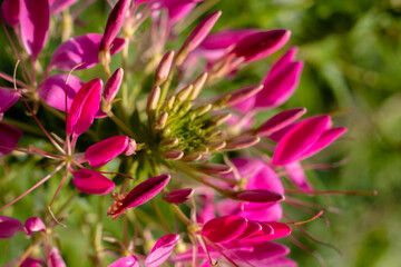 unusual pink flowers. beautiful summer flowers in the flowerbed. Flowers with pink buds.