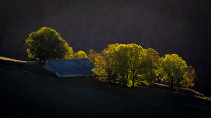 Selva de Irati, Navarre