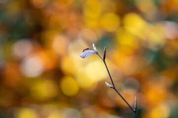 Selva de Irati, Nafarroa