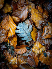 Fall in La Grevolosa, Osona