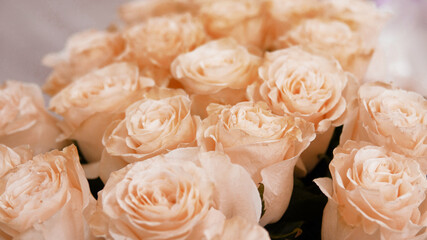 white roses background of roses. beautiful background