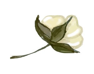 Watercolor cotton floral. Digital painting cotton flower with yellow simple frame design