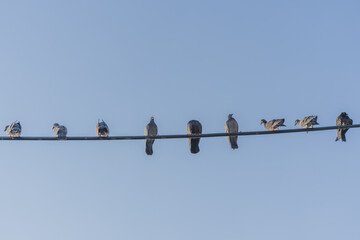 Pigeons hanging on electricity wire concept of social distancing.