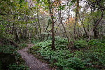 a refreshing autumn forest with fresh fern