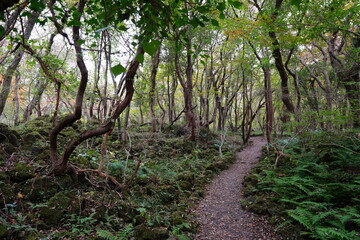 a fascinating autumn forest with a path