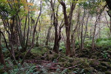 Fototapeta premium primeval dense forest with old trees and vines