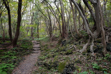 a fascinating autumn forest with a path