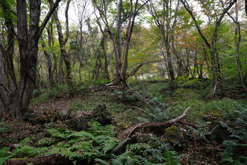 Fototapeta premium a refreshing autumn forest with fresh fern