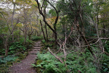 Fototapeta premium a fascinating autumn forest with a path