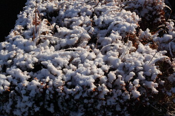 雪化粧した植物
