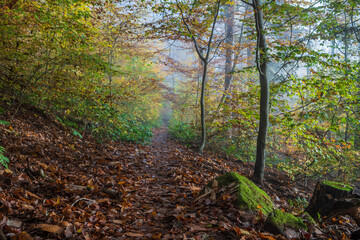 path in the forest