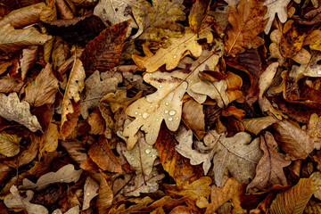 Drops of Water on Dry Leaves in the Forest