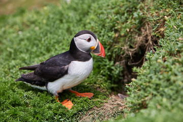puffin birds on the Saltee Islands in Ireland, near their nest