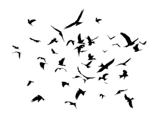 Fototapeta The Flock of birds in flight. obraz