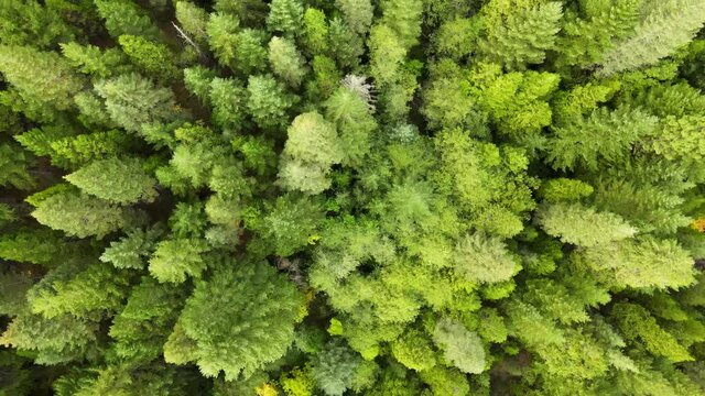 Flying over a mountainside pine forest in Northern California