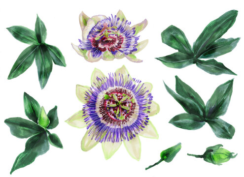 set of flowers, buds and leaves of Passionflower . Botanical watercolor illustration of beautiful exotic Passionflower vines  Collection of cliparts for design and decor